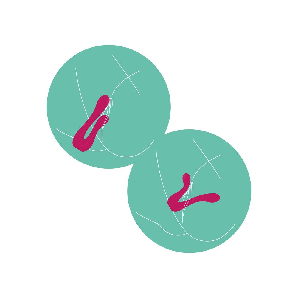 Xocoon Sync Sensation vibrator diagram in teal circles.
