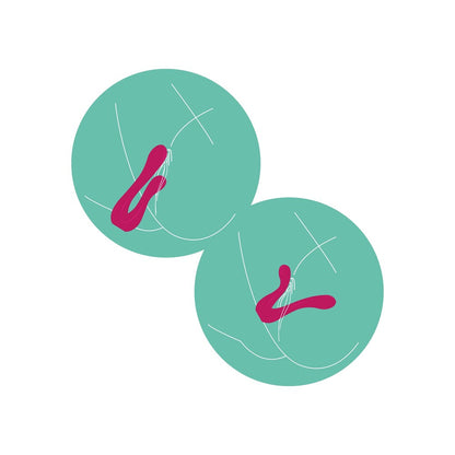 Xocoon Sync Sensation vibrator diagram in teal circles.
