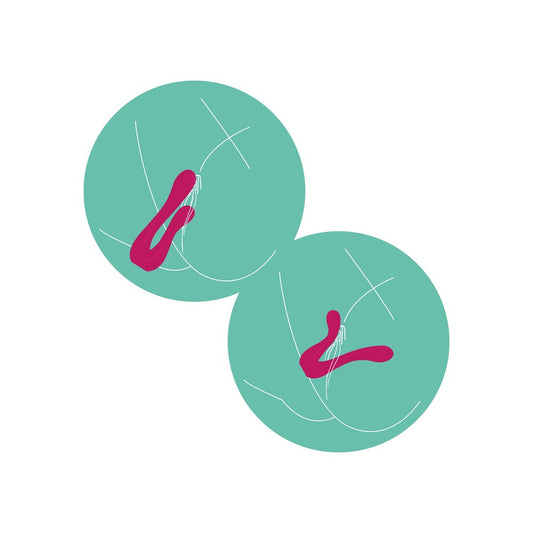 Xocoon Sync Sensation vibrator diagram in teal circles.
